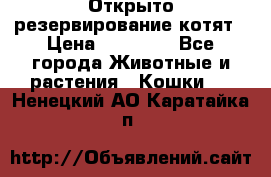 Открыто резервирование котят › Цена ­ 15 000 - Все города Животные и растения » Кошки   . Ненецкий АО,Каратайка п.